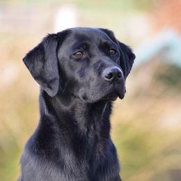 Sally - Labrador Retriever