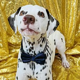 AUSTIN - Dalmatian
