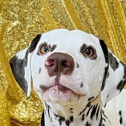 AUSTIN - Dalmatian