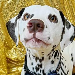 AUSTIN - Dalmatian