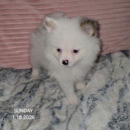 Girl 3 - Blue parti female Pomeranian puppy in Angleton, Texas from Pomeranian Palace, LLC