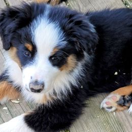 Blue Star Collar- call name Star - Black tri male Miniature American Shepherd puppy in Rensselaerville, New York from Callen Kennels
