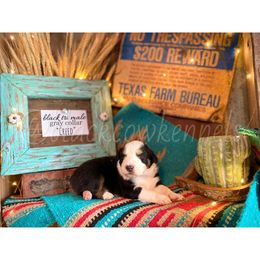 Australian Shepherd Puppies from Black Cow Kennels