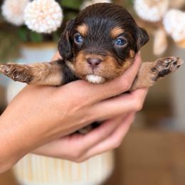 December - Tri-color male Cavapoo puppy in Yuciapa, California from AlltheDoodlez_
