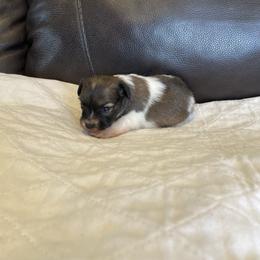 Boy 3 - Red white and sable male Papillon puppy in Peoria, Illinois from Sass*A*Frass Papillons