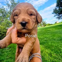 Posie - Red  female Goldendoodle puppy in Red Oak, Iowa from Fisher Pups-Stay Golden with a Doodle