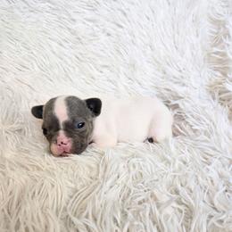 Summer - Blue female French Bulldog puppy in Lubbock, Texas from West Texas Dachshunds LLC