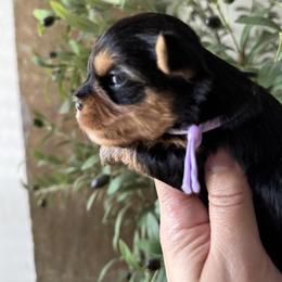 Yorkshire Terrier Puppies from Crystal Garden Yorkies