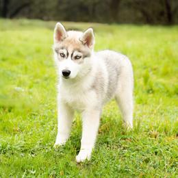 Rosalind - Gray and white female Siberian Husky puppy in Meadow Vista, California from Thistle Hill Siberians