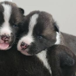 Akita Puppies from Georgia Bred Akita Bears