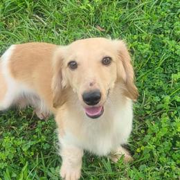 Dachshunds from Amanda Weenick