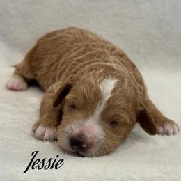 Girl 1 - Red  female Goldendoodle puppy in Nortonville, Kentucky from Deb’s KY Doodles