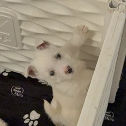 Boy 2 - White male West Highland White Terrier puppy in Red Rock, Texas from Alchemy Farms