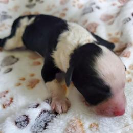 Gus - Black and white male Sheepadoodle puppy in Bellevue, Iowa from Fluffy Wonders Poms and Doodles