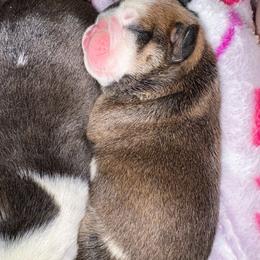 Heaven scent - Red and white female Bulldog puppy in Wolf Creek, Oregon from Dejah Bleu Bulldogs