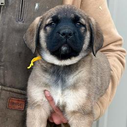 Daisy - Fawn female Mastiff puppy in Wewoka, Oklahoma from P Diamond Mastiffs
