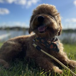 Goldendoodles from Seaside Doodles