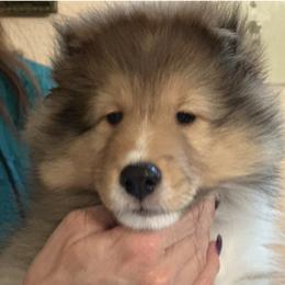 Sydney - Sable and white female Shetland Sheepdog puppy in San Antonio, Texas from Stone Oak Shelties