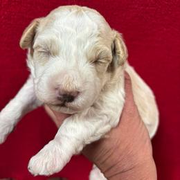 Theodore - Cream male Cavapoo puppy in Greensburg, Kentucky from Doodle Me Crazy