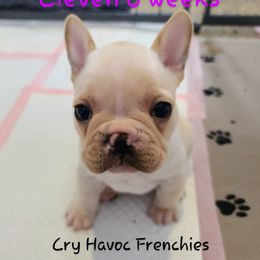 French Bulldog Puppies from Cry Havoc Frenchies