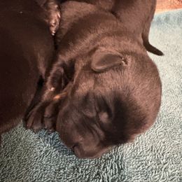 Black Lab Female Pup 1st Pick - Black female Labrador Retriever puppy in Freeport, Illinois from Rock Hollow Retrievers