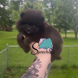 Rita- 4000.00 dollars - Black female Pomeranian puppy in Perry County, Ohio from Speechless Pom’s