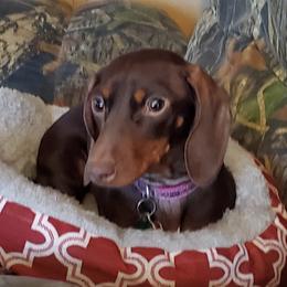 Dachshunds from SmoknDoxies