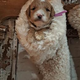 Goldendoodle and Poodle Puppies from Gorgeous Goldendoodles
