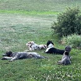 Aussiedoodle, Australian Shepherd, Poodle, Shihpoo, and Shih Tzu Puppies from Rockiń N Kennel