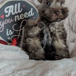 Miniature Schnauzer and Pomeranian Puppies from Ashley Martinez