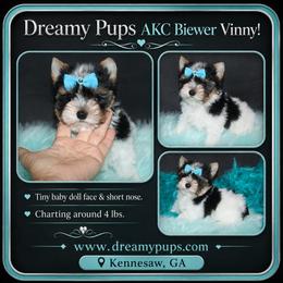 AKC Little Vinny 2300 Special - Black tan and white male Biewer Terrier puppy in Kennesaw, Georgia from Dreamy Pups