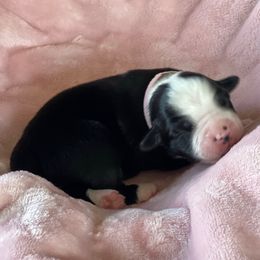 Girl 3 White- Mercedes - Black & white female Miniature Australian Shepherd puppy in Norco, California from River Springs Aussies