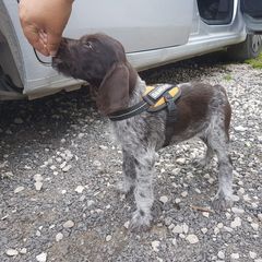 German Wirehaired Pointer Puppies from Ca’ Rigada Deutsch Drahthaar (GWP)