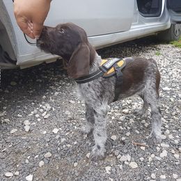 German Wirehaired Pointer Puppies from Ca’ Rigada Deutsch Drahthaar (GWP)