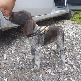 German Wirehaired Pointer Puppies from Ca’ Rigada Deutsch Drahthaar (GWP)