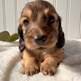Shaded Red - Red female Dachshund puppy in Nampa, Idaho from Long_and_Low_Dachshunds