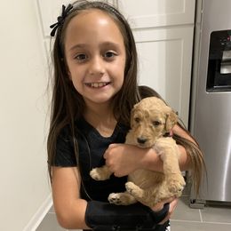 Goldendoodle Puppies from Tejas Doodles