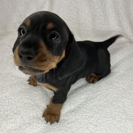 Shooter - Black and tan male Dachshund puppy in Mocksville, North Carolina from The Dachs of Hazzard Dachshunds