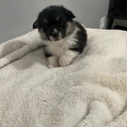 Freddy - Black and tan male Pembroke Welsh Corgi puppy in Morgantown, Pennsylvania from GoldStar Corgis (License Number 18519)