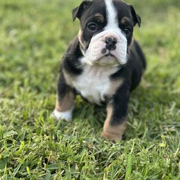Bulldog Puppies from Alejandro's Bulldogs