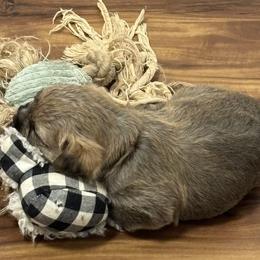 Black collar boy - Wheaten male Cairn Terrier puppy in Battle Ground, Washington from Debra Soutar