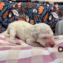 Clove - Cream male Poodle puppy in Aurora, Colorado from Chiaroscuro Kennel