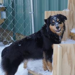 Annabelle - Miniature Australian Shepherd
