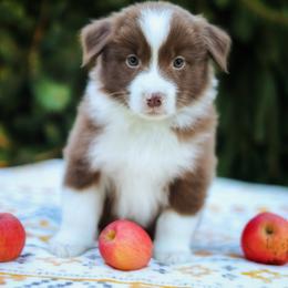 Chai - Red & white male Miniature American Shepherd puppy in Battle Ground, Washington from Casita Miniature American Shepherds