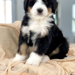 Bernedoodle, Bernese Mountain Dog, Poodle, and Sheepadoodle Puppies from My Fair Doodles