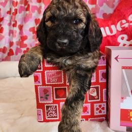 Romeo - Phantom male Goldendoodle puppy in Shelbyville, Indiana from Golden Breeds
