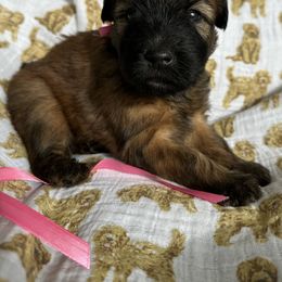 Girl 1 - Wheaten Soft Coated Wheaten Terrier puppy in Cody, Wyoming from Whoodles of Wyoming