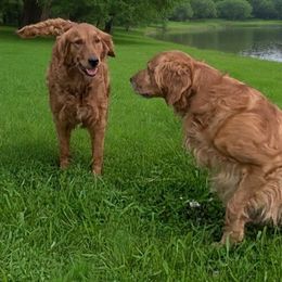 Golden Retriever puppies from Floden Farm Golden Retrievers