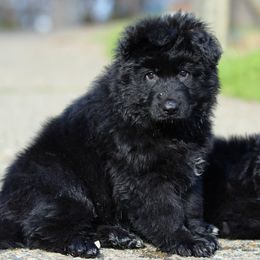 Red Collar Boy - Black and red German Shepherd puppy in El Dorado, California from von den Bären Shepherds
