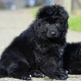 Red Collar Boy - Black and red German Shepherd puppy in El Dorado, California from von den Bären Shepherds